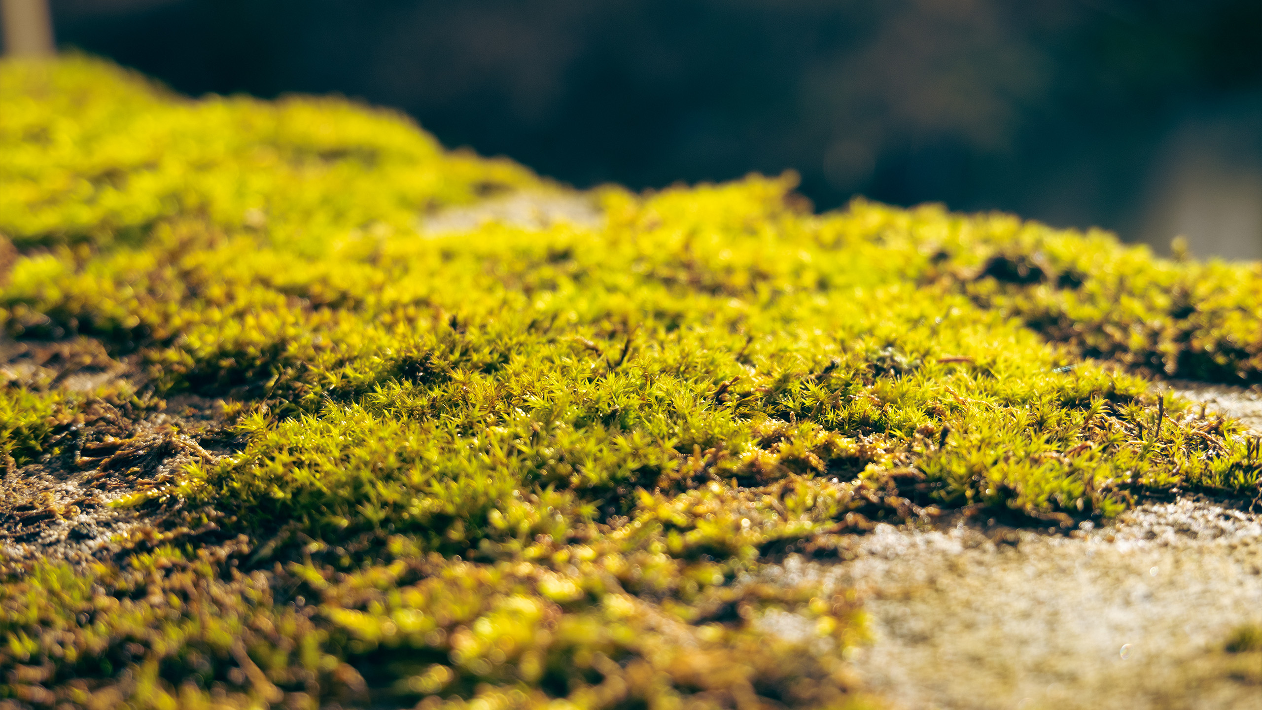 Rust, Moss & Stone